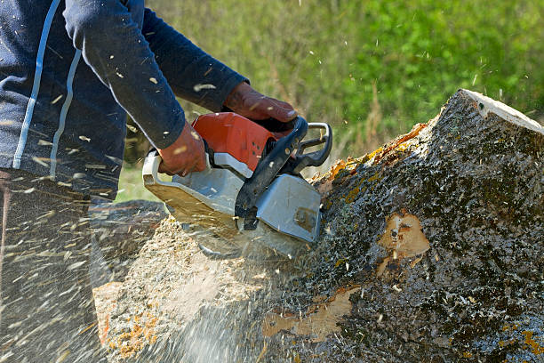 Trusted Church Hill, MD Tree Services Experts